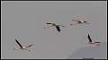 _9SB1074 greater flamingos